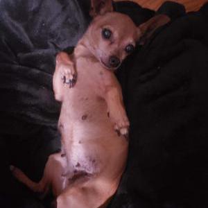 Image of Honey, Lost Dog