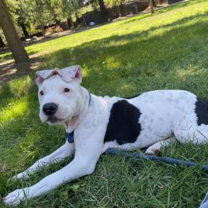 Lost Dog Chaka