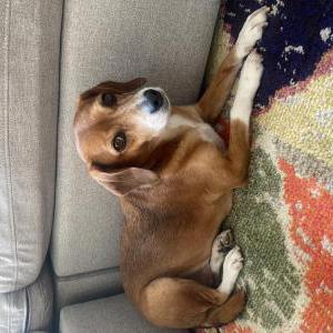 Lost Dog Xerxes