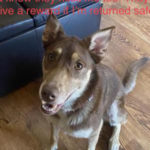 Lost Dog Starla