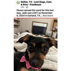Lost Dog Jade