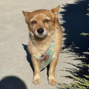 Found Dog Unknown