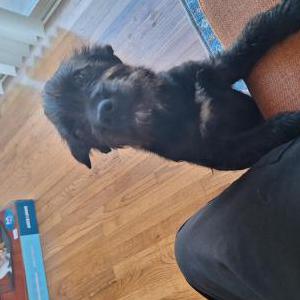 Found Dog Unknown