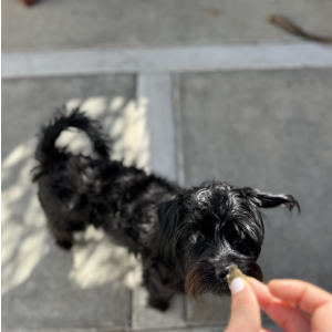 Found Dog unknown