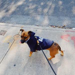 Lost Dog Mya