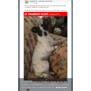 Lost Dog Chloe Per z