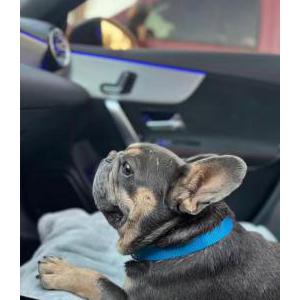 Lost Dog Ace