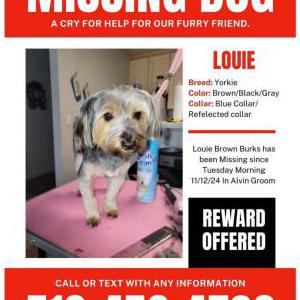 Lost Dog Louie Burks Brown