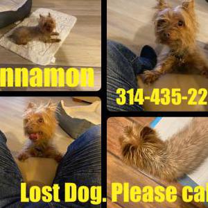 Lost Dog Cinnamon