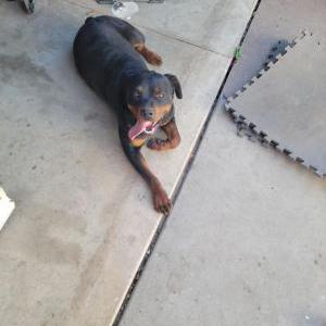 Lost Dog Coco