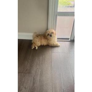 Image of Sadie, Lost Dog