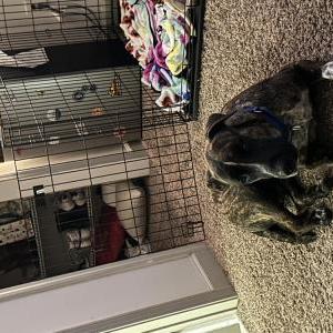 Image of Cowboy, Lost Dog