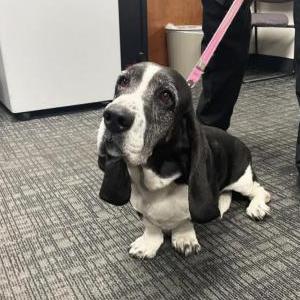 Found Dog Unknown
