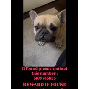 Lost Dog aquiles