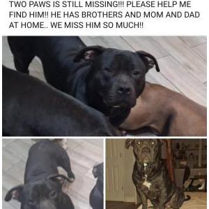 Lost Dog Two Paws