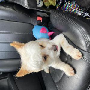 Lost Dog Ace