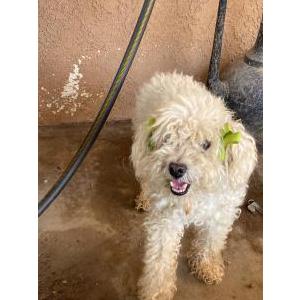 Lost Dog Betsy