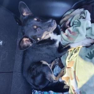 Found Dog Unknown