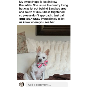Image of HOPE, Lost Dog