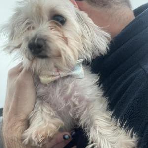 Found Dog unknown