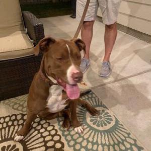 Found Dog unknown