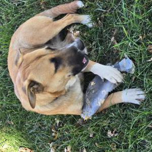 Lost Dog Snickets