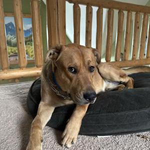 Lost Dog Harley