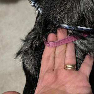 Found Dog Unknown