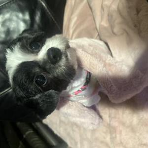 Lost Dog Coco