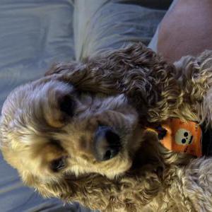 Lost Dog Tilly