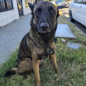 Found Dog Unknown