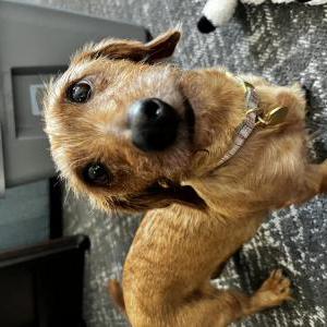 Lost Dog Tootsie