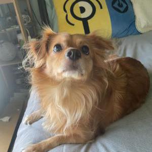 Lost Dog Betty