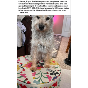 Lost Dog Sophia
