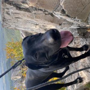 Lost Dog Stella