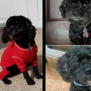 Image of Bentley, Lost Dog