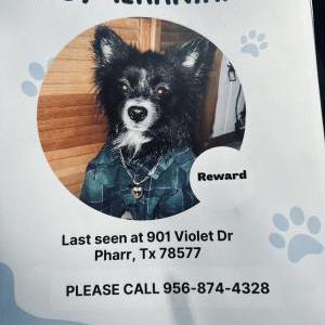 Lost Dog Romero