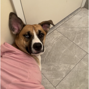 Lost Dog athena