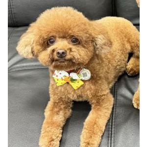 Lost Dog Mocha