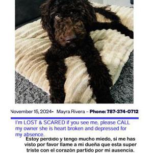 Found Dog Coco