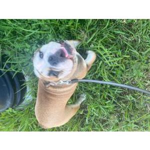 Lost Dog Uma