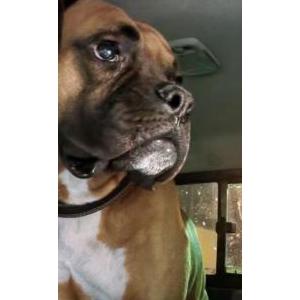 Lost Dog Duke