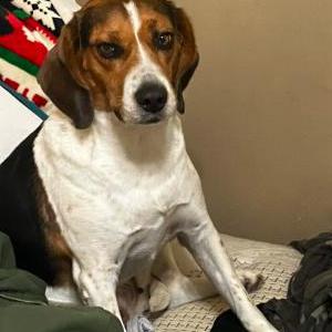 Found Dog unknown