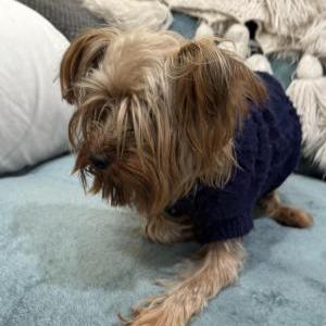 Lost Dog Unknown