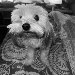 Lost Dog Nila