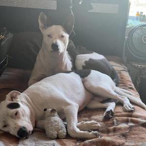 Lost Dog Ice pick & deuce