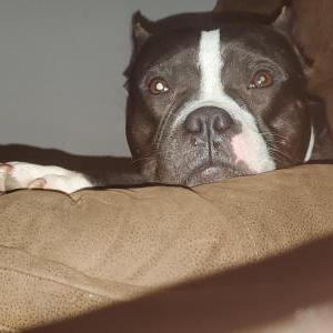 Lost Dog Nalah