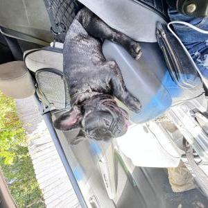 Lost Dog Yoda