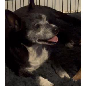 Found Dog unknown