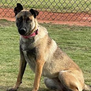 Lost Dog Cleo